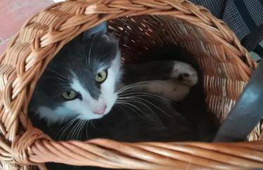 Casa Vacanze Malvarosa - Foto 47