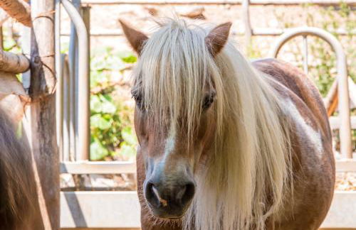 Agritur Artemisia - Photo 9