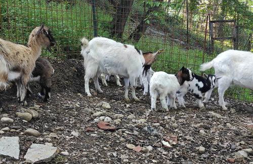 Podere Casanova - Foto 11