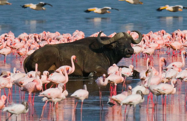 Safari de 5 días por Masái Mara, Lago Nakuru y Parque Nacional Aberdare - Foto 2