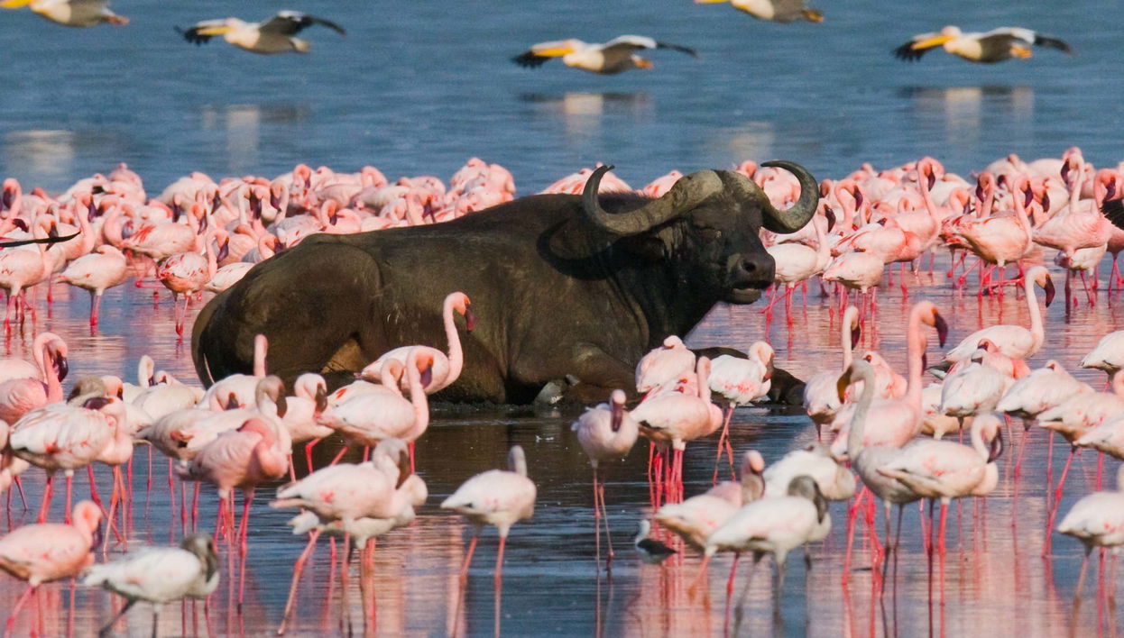 Kenya 5-Day Safari - Foto 2