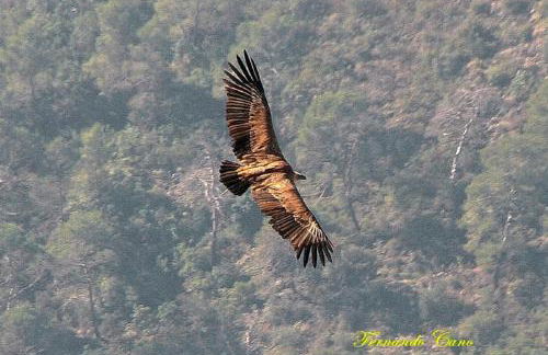 Casa Rural Aguascebas - Foto 15
