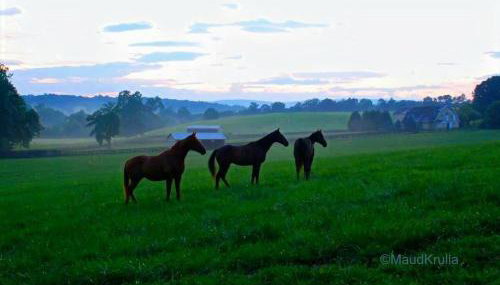 Villa Maud - Photo 4