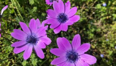 House CresWien 01 Martinšćica - Foto 2