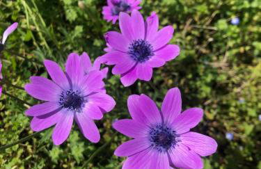 House CresWien 01 Martinšćica - Foto 2