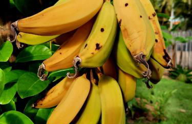 Côco Verde - Pousada Icaraí Kite Village - Foto 31