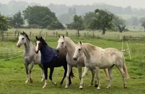 Gästehaus White Horse Diedersen - Foto 37