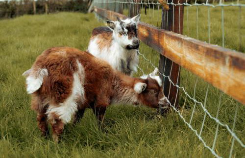 Orchard Cottage - Rudge Farm Cottages - Foto 32