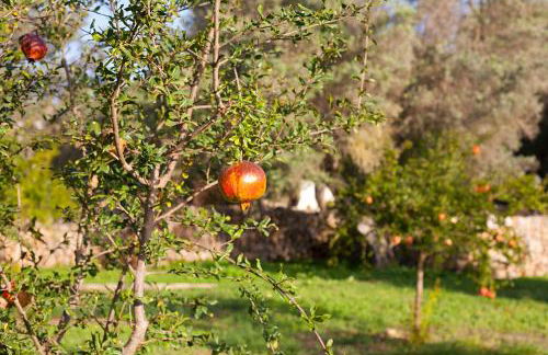 Agroturísme Ca'n Gaià - Foto 140