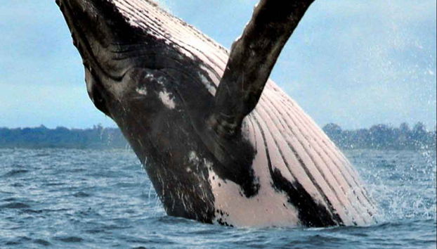 Whale Watching in Marino Ballena National Park - Foto 5