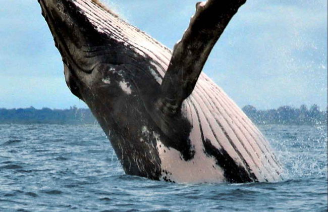 Avistamento de cetáceos no Parque Nacional Marino Ballena - Foto 5