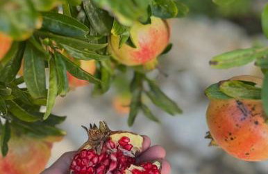 House Radojka - Foto 25