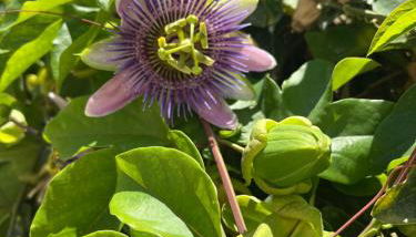 Villino Monte Sant'Angelo - Foto 3, Garden