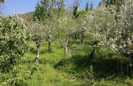 Pelion Kallisti - Foto 42
