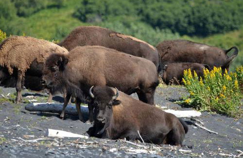 Secluded Waterfront Cottage Rental near Anchorage, Alaska - Foto 18