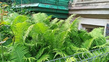 Apartament PAPROTKA 100m - Foto 5, Garden view