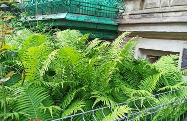 Apartament PAPROTKA 100m - Foto 5