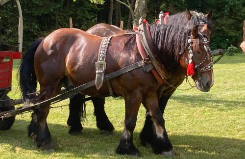 Brama Gór - Foto 35