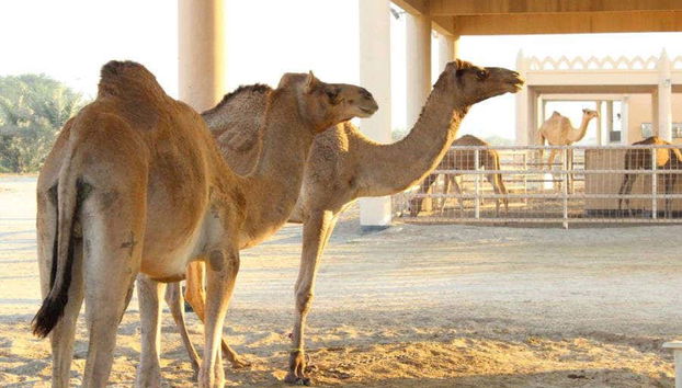 Granja de camellos