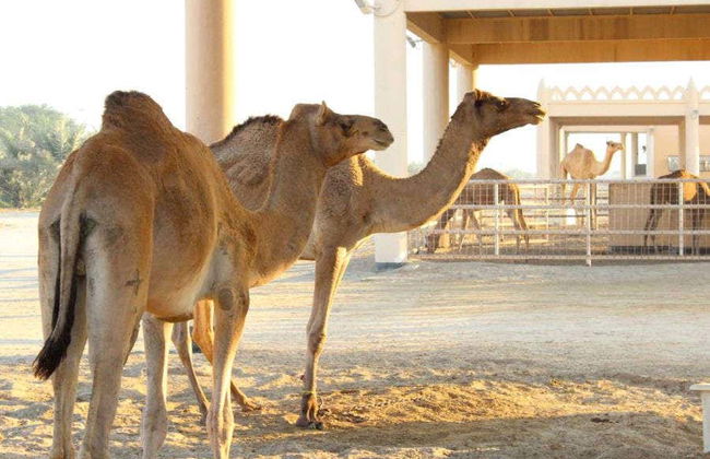 Tour privado por el Fuerte y Museo de Baréin - Foto 2