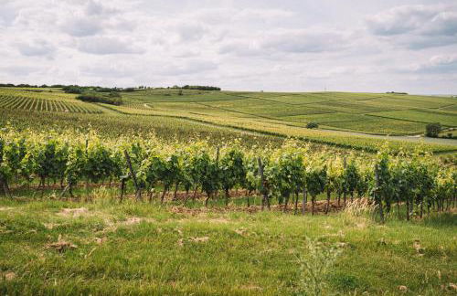 Weingut Petershof - Foto 28