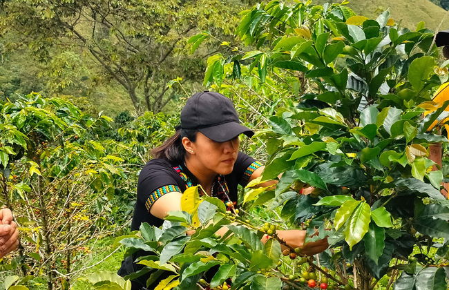 Tour do café por San Rafael - Foto 3
