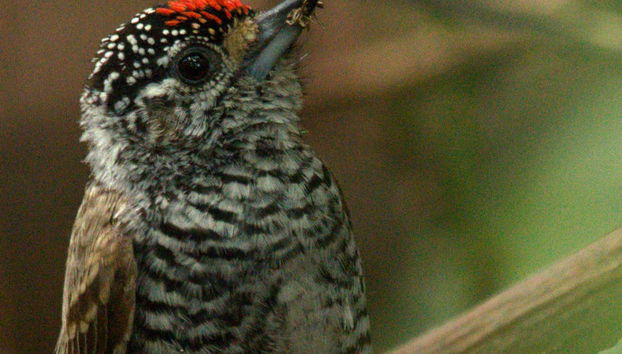 Pic à poitrine d'or