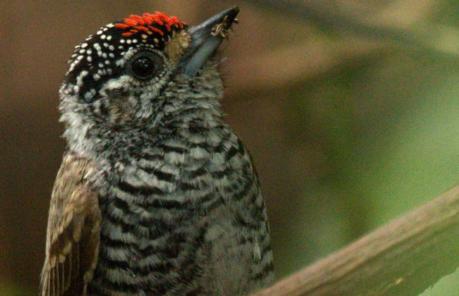 Botanical Garden Tour - Foto 2