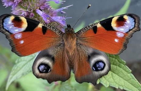 Lieu paisible et indépendant - Foto 28