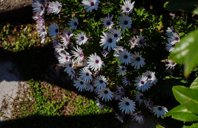 Casa Floriana - Foto 33