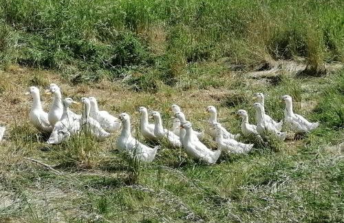 Ferienwohnung Julianna - Foto 30