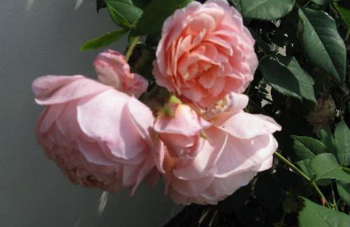 Ferienwohnungen Wildblume - Foto 6