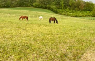Appartamento in cascina -la cascinetta di Ali- - Foto 35