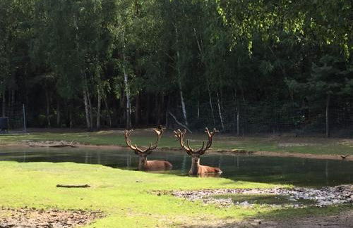 Safarilodge am Bärwalder See - Foto 21