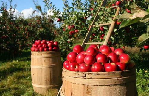 Urlaub in Jork bei Hamburg - Direkt am Elbwasser im Alten Land - Photo 7