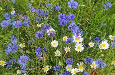 Il Casaletto di Simonetta - Foto 37