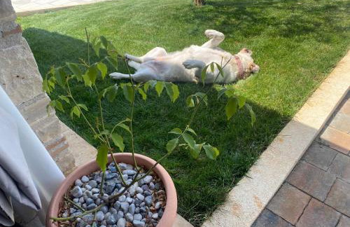 Villa Victoria Istra - heated pool - Foto 16