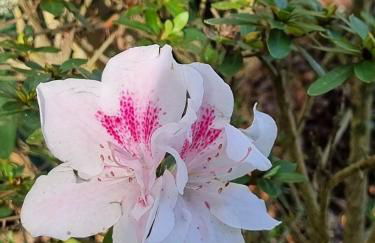 Sítio com Casa de Madeira com 2 quartos 100m2 px Centro de Salesópolis - Foto 40