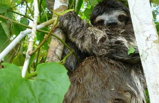 Tour privato di Leticia - Foto 4