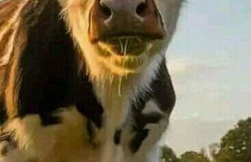 BEL APPARTEMENT CENTRE VEULES LES ROSES 1 CHAMBRE MER 300 M - Foto 20