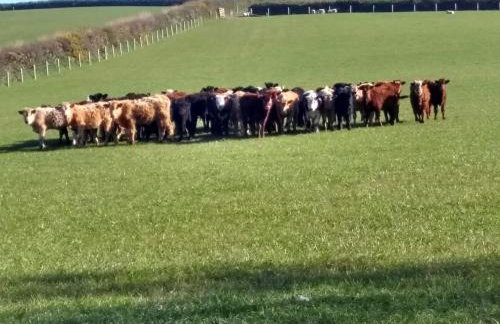 Fentrigan Manor Farm & Holiday Cottages - Foto 69