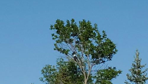 Classic American Getaway in a Lakeside Cabin near Detroit Lakes and Itasca State Park, Minnesota - Foto 5