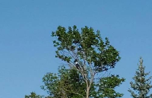 Classic American Getaway in a Lakeside Cabin near Detroit Lakes and Itasca State Park, Minnesota - Foto 5