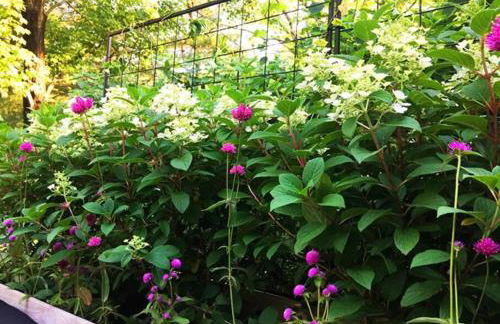 private luxe, garden, wellness home steps from Princeton - Foto 3