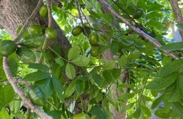 Casa temporada em Arembepe - Foto 30