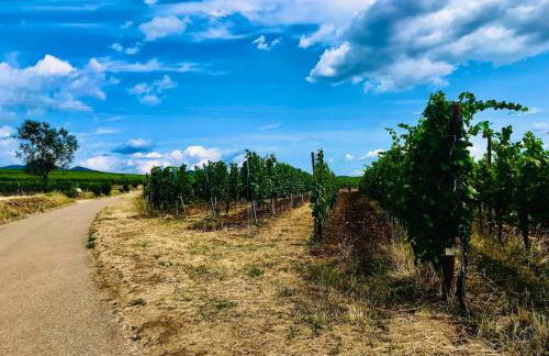 Gite Les Vendanges à Beblenheim Parking privé - Foto 23