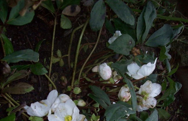 Holiday Apartment Kirchhoff - Foto 30