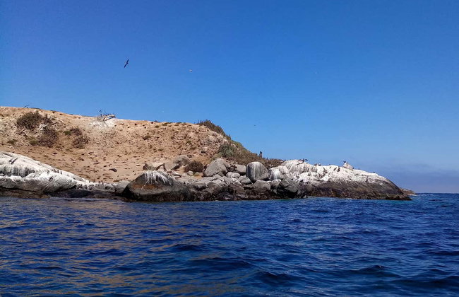 Avistamiento de pingüinos en la isla Cachagua - Foto 5