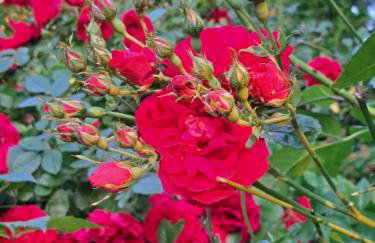 Domek w Karkonoszach - Foto 65