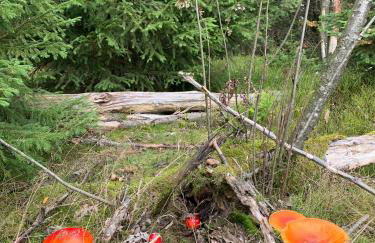 Ferienwohnung für Alt und Jung - Foto 13